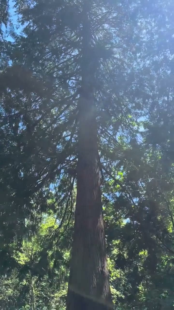 The Cedars
